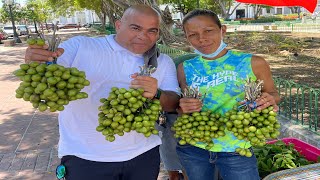 Descubrimos porque en Ponce Puerto Rico 🇵🇷 están las mejores Quenepas de toda la isla 🌴 PR🇵🇷 [upl. by Annovy819]