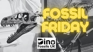 Fossil Friday Ep 4 Dromaeosaurus albertensis Teeth and how to identify them [upl. by Barling]