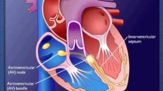 Contraction of the heart  Explaination Example [upl. by Sidnee]