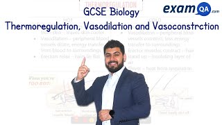 Thermoregulation Vasodilation and Vasoconstriction  GCSE Biology [upl. by Matthus]