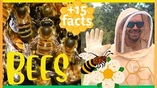 Bees for Kids  Learn about Honey Bees Pollination Beekeeping for Kids  15 facts about BEES [upl. by Drolet296]