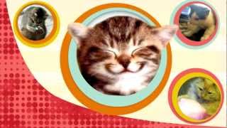 Why Cats Cant Taste Sweets  Bytesize Science [upl. by Deron]