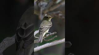 Willow Flycatcher Song Video Bird Songs Nature Sounds [upl. by Arimas]