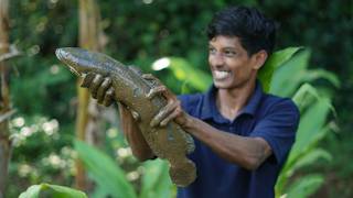 വരാൽ പിടുത്തം 🦈 Biggest Varal fish  SNAKEHEAD MURREL FISH [upl. by Philine725]