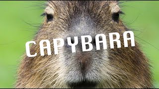 capybara lyric video [upl. by Oinotnaocram]