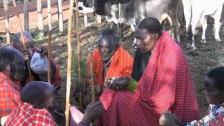 Maasai Traditional Rainmaking Ceremony [upl. by Zaller]