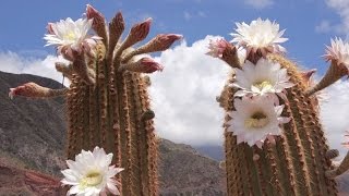 Fantastic beauty Flowering cactus Belize [upl. by Cruz40]