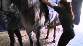 EXTRAIT  Quand dansent les chevaux andalous  Equidia Life [upl. by Huntlee695]