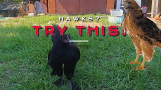 How to Keep HAWKS Away from Your Chickens [upl. by Nylatsyrk773]