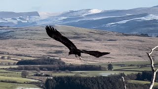 White Tailed Eagle In North Wales [upl. by Nalliuq]