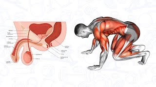 5 Minute Kegel Exercises of 3 Inches  Pelvic Floor Exercises for Men [upl. by Notnelc694]