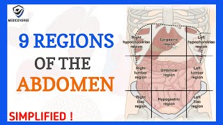 9 Regions of the abdomen and their organs  Topography of anterior abdominal wall  Abdomen anatomy [upl. by Sevy293]