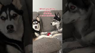 HUSKIES are BEYOND Dramatic 🤣 husky myanimal dramatichusky [upl. by Ellenhoj126]