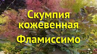 Скумпия кожевенная Фламиссимо Краткий обзор описание характеристик cotinus coggygria Flamissimo [upl. by Enyluqcaj218]