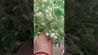 benefits of moringa leaves🍃youtubeshorts [upl. by Ellehcan]