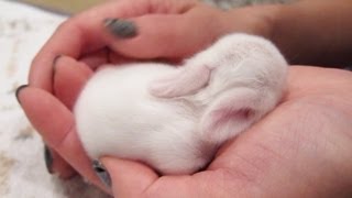 Newborn Baby Bunnies Snuggle and Sleep [upl. by Enneillij213]