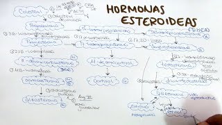 Síntesis de hormonas esteroideas aldosterona cortisol DHEA androstenediona testosterona estrogenos [upl. by Kamerman]