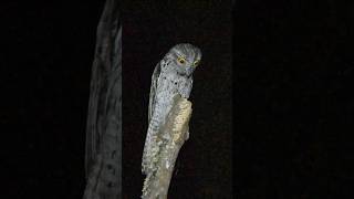 Una Bruja Pájaro estaca Nyctibius jamaicensis 🇩🇴 Dominican Republic naturaleza [upl. by Dirk]