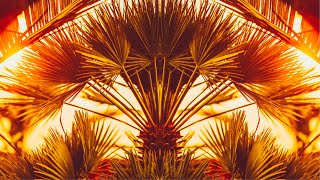 Chamaerops humilis  Hardy amp Exotic Mediterranean Fan Palms [upl. by Niamreg]