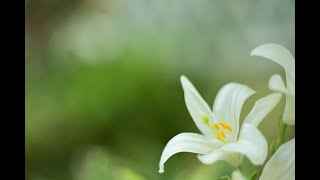 Italian flower Madonna lily giglio della Madonna lilium candidumgiglio candido [upl. by Magdalene548]