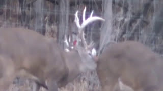 210 Inch Buck In Mating Season  Huge Antlers [upl. by Soule]