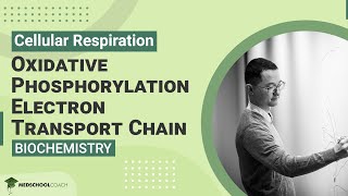 Oxidative Phosphorylation Electron Transport Chain [upl. by Ewen726]