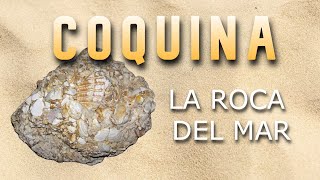 COQUINA  10 Datos Alucinantes [upl. by Eillehs317]