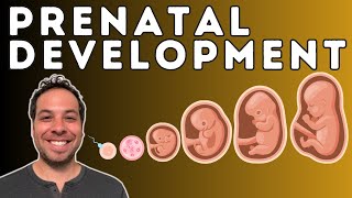 Prenatal Development  From Conception to Birth  Germinal Stage Embryonic Stage Fetal Stage [upl. by Aniaj638]