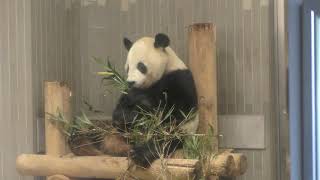 ジャイアントパンダ・リーリーの食事風景 上野動物園 2017年10月29日 [upl. by Aseret]