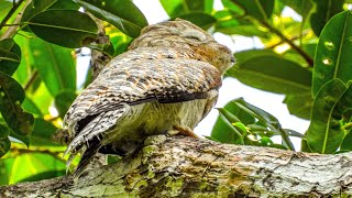 Nyctibius grandis GREAT POTOO  Aves del Amazonas [upl. by Juditha]