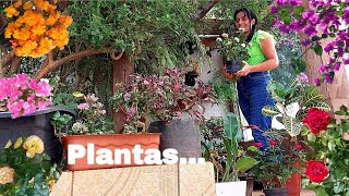 TEM TANTAS PLANTAS E FLORES LINDAS NO QUINTAL DE CASA [upl. by Hterrag55]