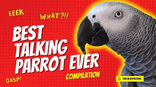 Best Talking Parrot Compilation  Gizmo the Grey Bird [upl. by Reh]