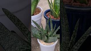 sanseveria and gasteria plants garden gardening shorts [upl. by Aneehsor]