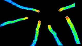 Calcium Oscillations in the Arabidopsis Thaliana Pollen Tube [upl. by Juditha207]