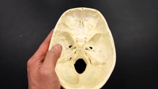 Skull tutorial 1  Bones of the Calvaria  Anatomy Tutorial PART 1 [upl. by Suiraj]