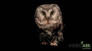 A European Tengmalm’s owl Aegolius funereus funereus at ICBP [upl. by Attebasile382]