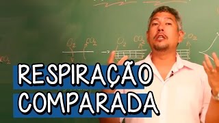 O que é Respiração Comparada  Extensivo Biologia  Descomplica [upl. by Inavoy836]