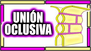 COMPRENDE YA LAS UNIONES OCLUSIVAS  EN MENOS DE 5 MINUTOS🧬🩺 [upl. by Yssac]