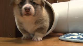 Corgi Puppies playing 4 weeks [upl. by Macmillan24]