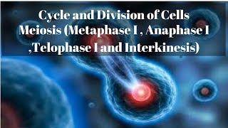 Meiosis Metaphase I  Anaphase I Telophase I and Interkinesis [upl. by Iggem]