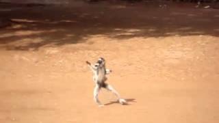 Verreauxs Sifaka dancing at Berenty reserve [upl. by Kylen439]