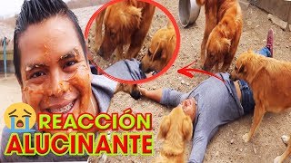 ⚠️⚠️🔪Fingiendo mi MUERTE delante de mis 55 PERROS rescatados REACCIÓN CONMOVEDORA Y GRACIOSA [upl. by Jenica]