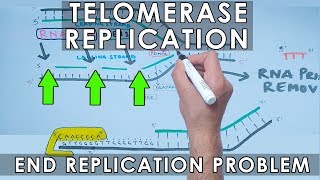 Telomerase Replication in Eukaryotes  End Replication [upl. by Ebanreb929]