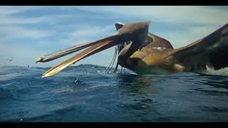 Pelicans Diving  Slow Mo [upl. by Eustis]