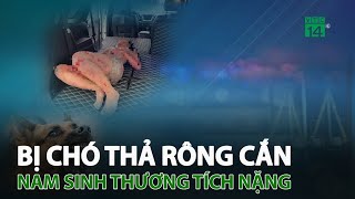 Lào Cai Bị chó thả rông cắn nam sinh thương tích nặng  VTC14 [upl. by Pressey]