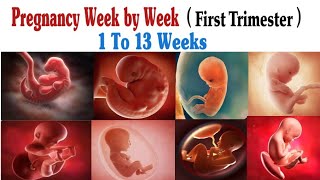 Pregnancy Week By Week  First Trimester  1 To 13 Weeks [upl. by Aiyot]