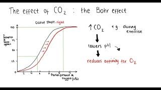 Haemoglobin oxygen dissociation curve Bohr effect adaptations  A Level Biology [upl. by Yenettirb]