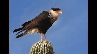 Tucson Birds [upl. by Namlak]