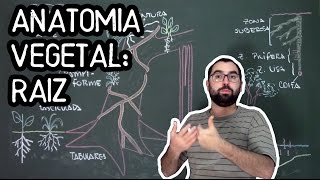 Organologia da Raiz Anatomia  Aula 15 Botânica Prof Guilherme [upl. by Aivyls830]