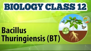 Bacillus Thuringiensis BT  Biotechnology Process and Application  Biology Class 12 [upl. by Lovmilla]